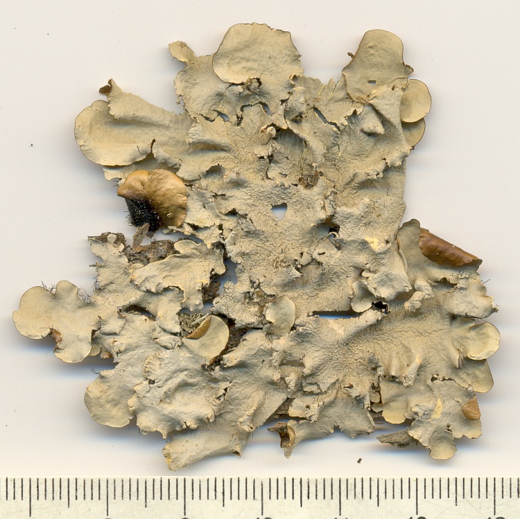Parmotrema flavomedullosum from Brazil, Paraná, Guaraqueçaba leg. C.G. Donha 662 (UPCB)